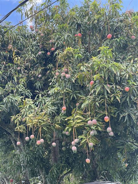 mango haven|Mango Haven .
